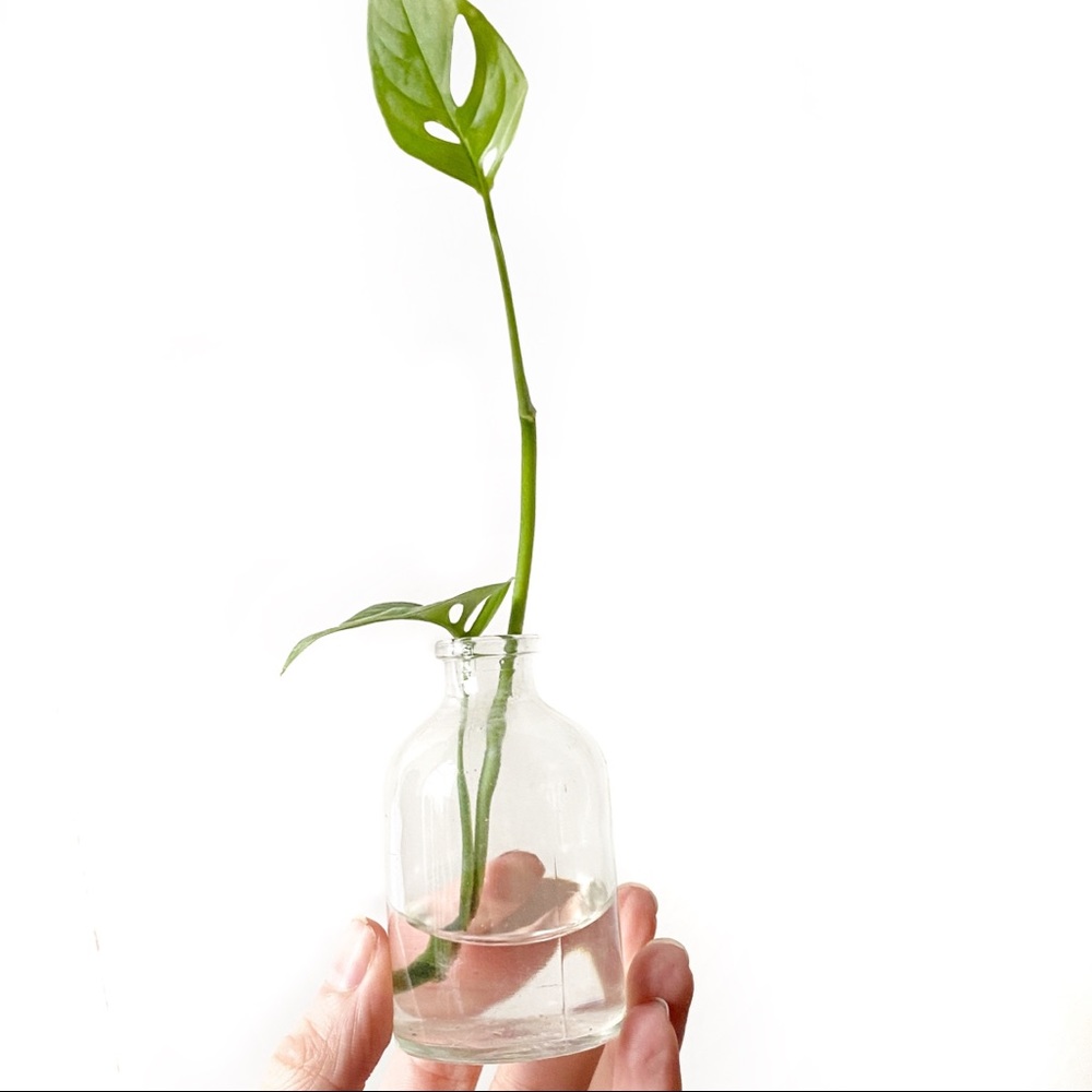 Vintage Mini Clear Glass Jar Vase Plant Propagation - Picture 8 of 8